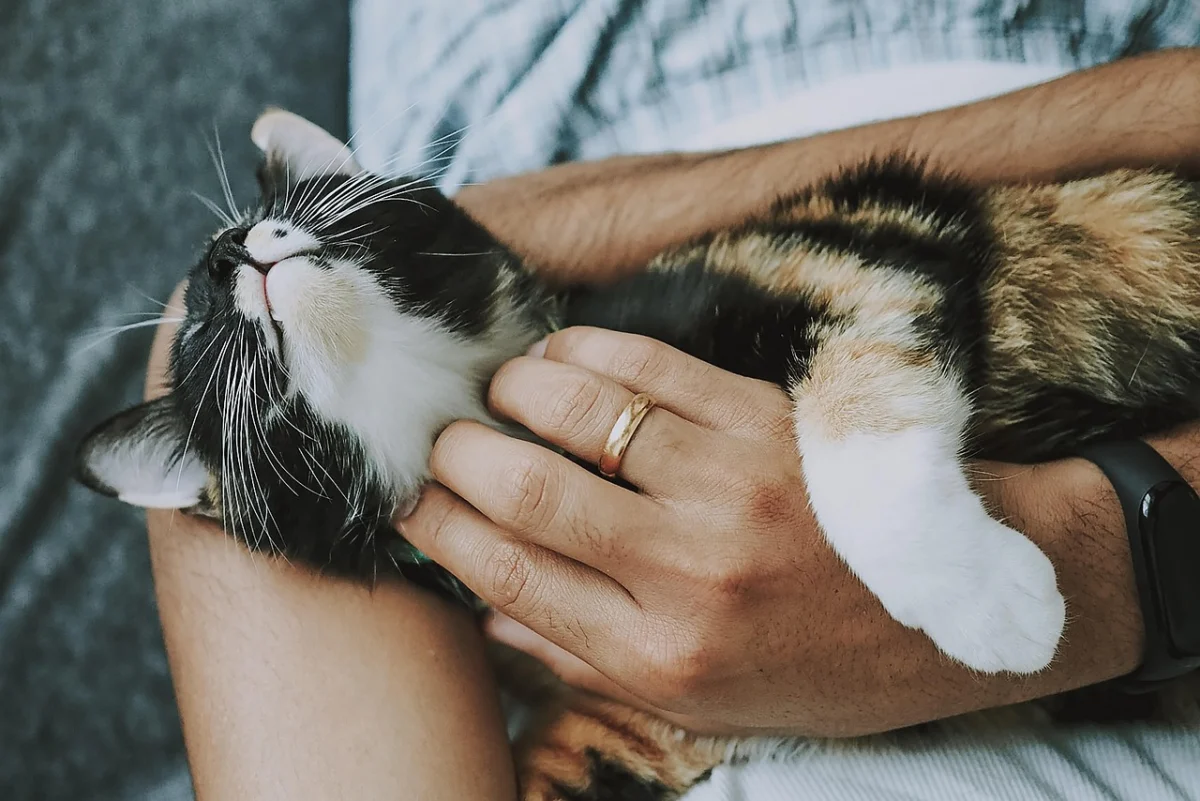고양이펫보험 상담을 준비하는 한국 사무 환경